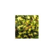 Lierre des bois Goldheart