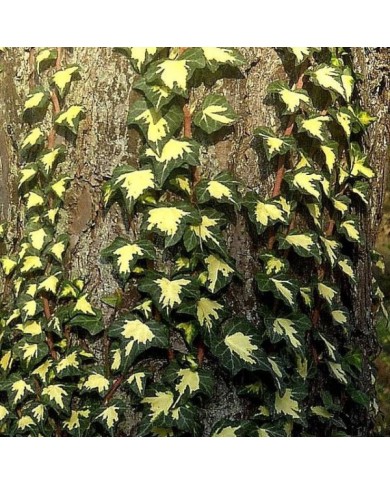 Lierre des bois Goldheart