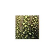Lierre des bois Goldheart