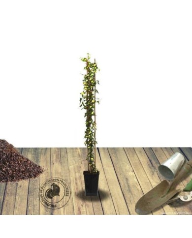Lierre des bois Goldheart