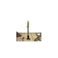 Lierre des bois Goldheart