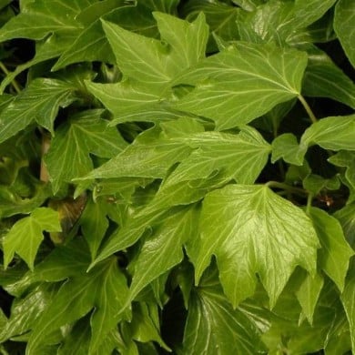 Lierre des bois Ivalace