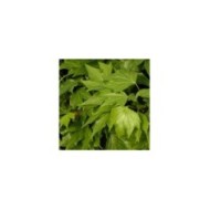 Lierre des bois Ivalace