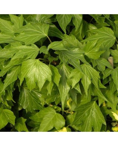Lierre des bois Ivalace