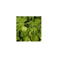 Lierre des bois Ivalace