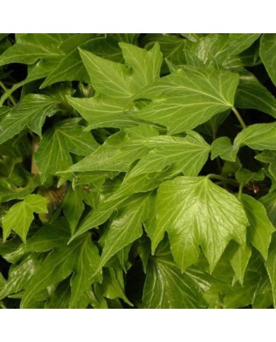 Lierre des bois Ivalace