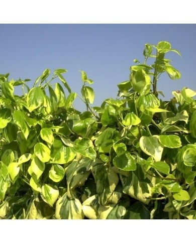 Lierre des colchide Dentata Variegata