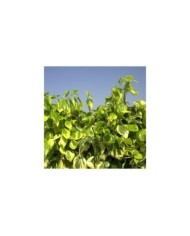 Lierre des colchide Dentata Variegata