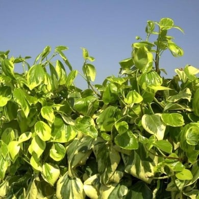 Lierre des colchide Dentata Variegata