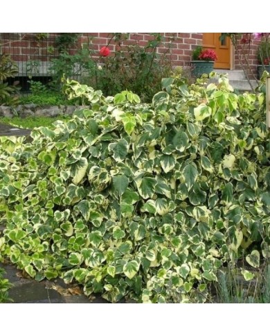 Lierre des colchide Dentata Variegata