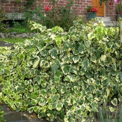 Lierre des colchide Dentata Variegata