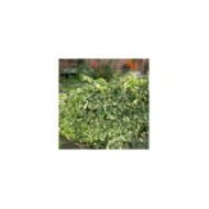 Lierre des colchide Dentata Variegata