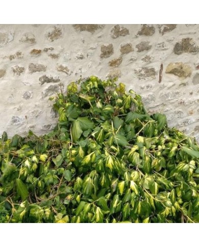 Lierre des colchide Dentata Variegata