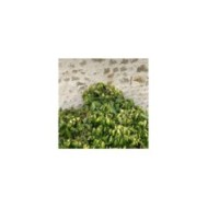 Lierre des colchide Dentata Variegata