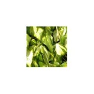 Lierre des colchide Sulphur Heart