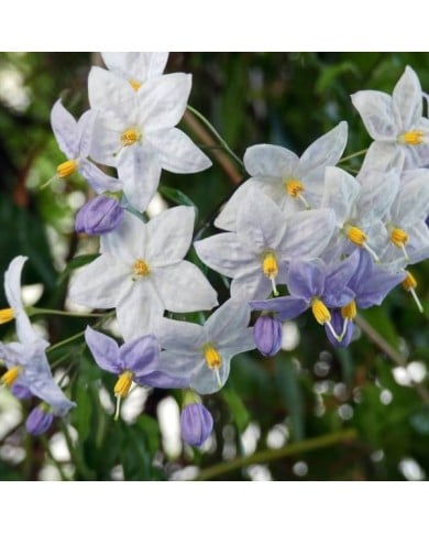 Morelle faux jasmin