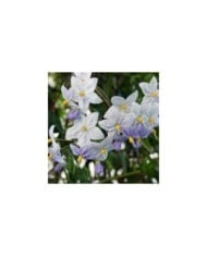 Morelle faux jasmin