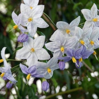 Morelle faux jasmin
