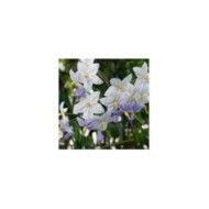 Morelle faux jasmin