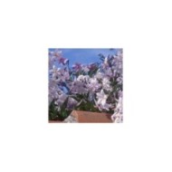 Morelle faux jasmin