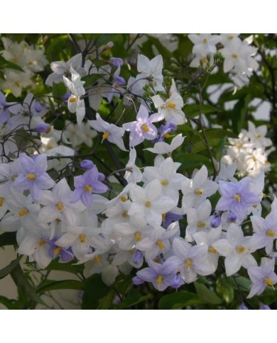 Morelle faux jasmin