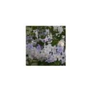 Morelle faux jasmin