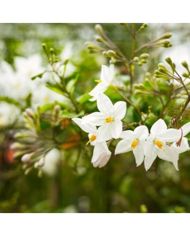Morelle faux jasmin blanc