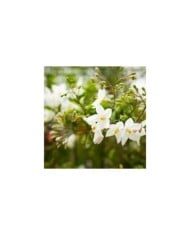 Morelle faux jasmin blanc