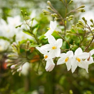 Morelle faux jasmin blanc