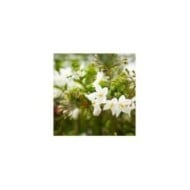 Morelle faux jasmin blanc