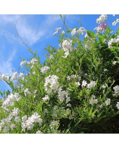 Morelle faux jasmin blanc