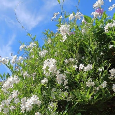Morelle faux jasmin blanc