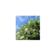 Morelle faux jasmin blanc