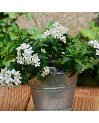 Morelle faux jasmin blanc