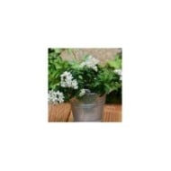 Morelle faux jasmin blanc