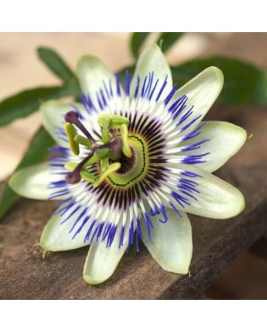 Passiflore bleue