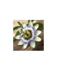 Passiflore bleue