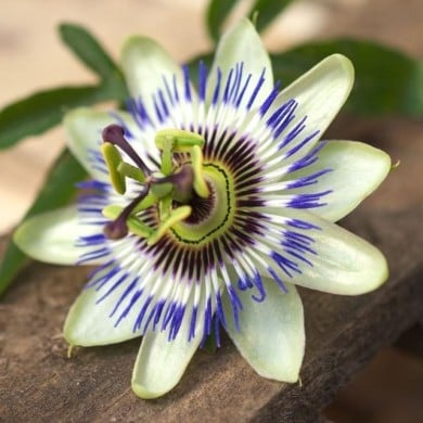 Passiflore bleue