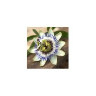 Passiflore bleue