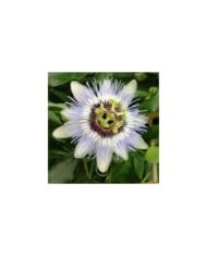 Passiflore Clear Sky®