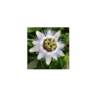 Passiflore Clear Sky®