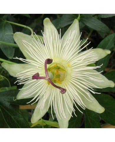 Passiflore Constance elliot