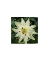 Passiflore Constance elliot