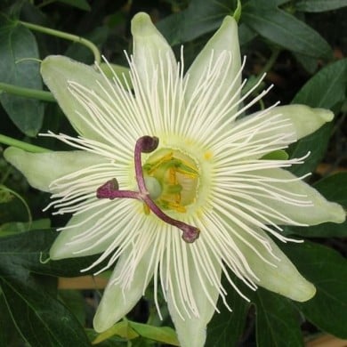 Passiflore Constance elliot