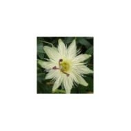 Passiflore Constance elliot