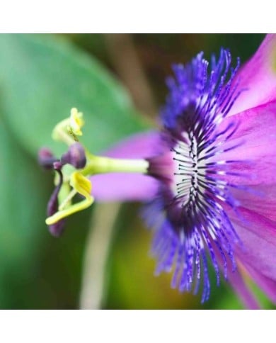 Passiflore Purple Passion®