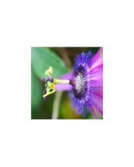Passiflore Purple Passion®