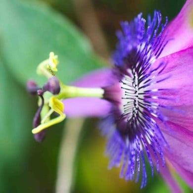 Passiflore Purple Passion®