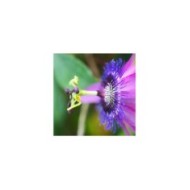 Passiflore Purple Passion®