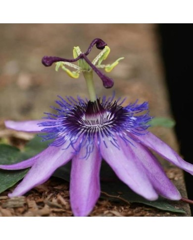 Passiflore Purple Passion®